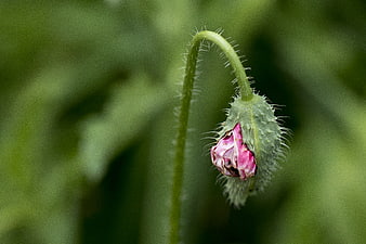 Close-up of a drooping pink poppy bud with hairy stem