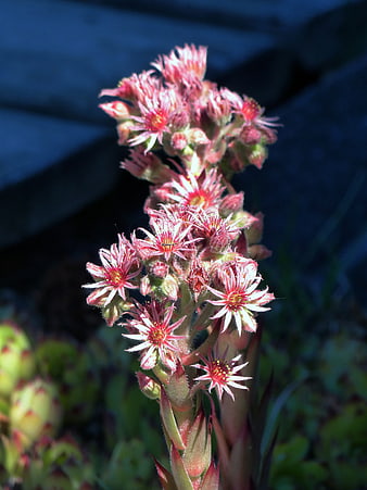 Close-up of pink Sempervivum succulent flower spike
