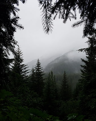 Misty Mountain Forest Landscape with Pine Trees