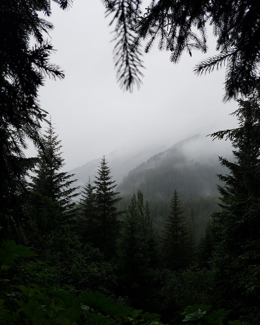 Misty Mountain Forest Landscape with Pine Trees