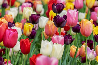Vibrant Multicolored Tulip Field in Full Spring Bloom