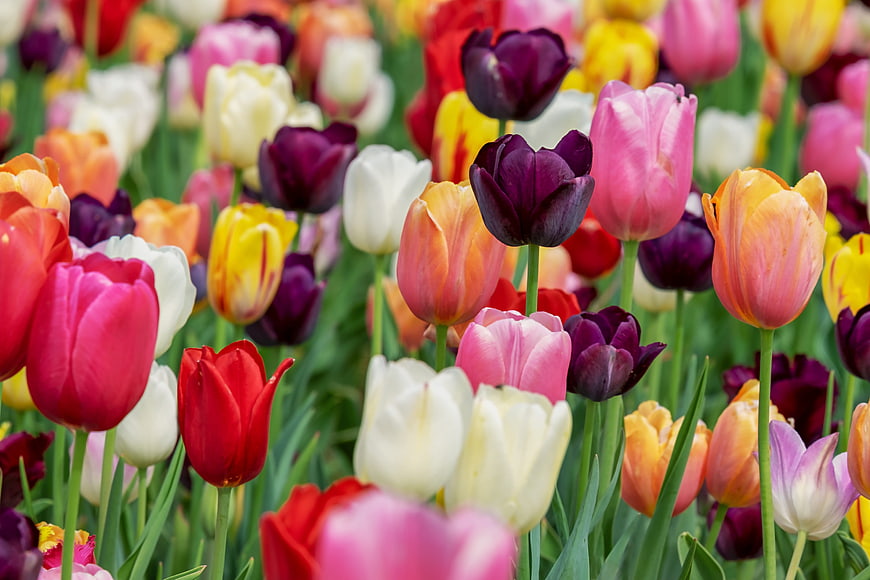 Vibrant Multicolored Tulip Field in Full Spring Bloom