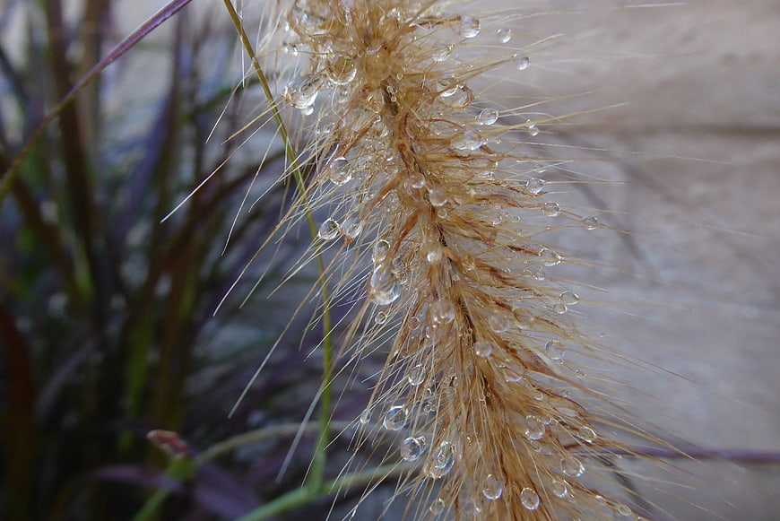 Close-up of golden grass with water droplets