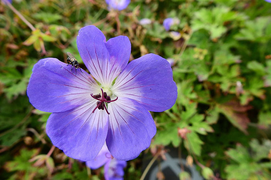 Close-up of purple geranium flower with insect