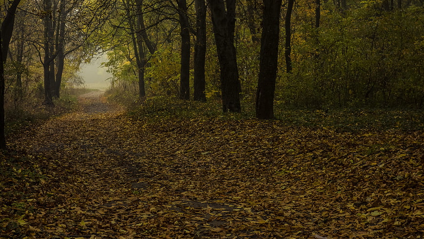 Misty Autumn Forest Path with Golden Leaves