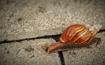 Close-up of a large snail crawling on concrete pavement