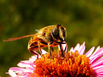 Close-up of a Hoverfly on a Pink Coneflower
