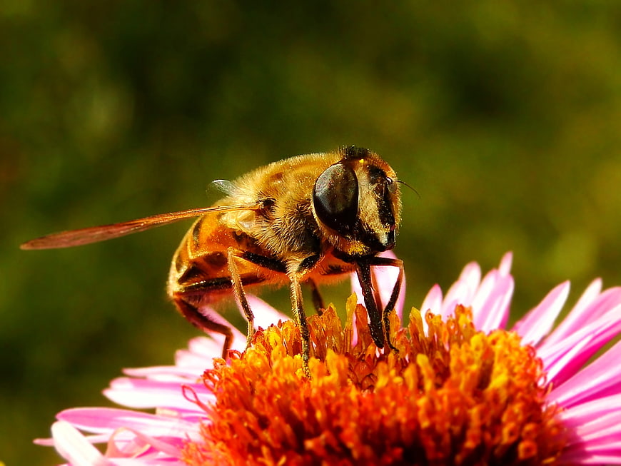 Close-up of a Hoverfly on a Pink Coneflower