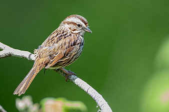 Savannah Sparrow Perched on Branch with Green Background