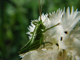 Green Grasshopper on White Dianthus Flower Closeup