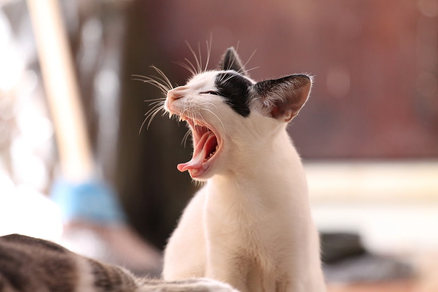Cute Black and White Kitten Yawning Close-Up