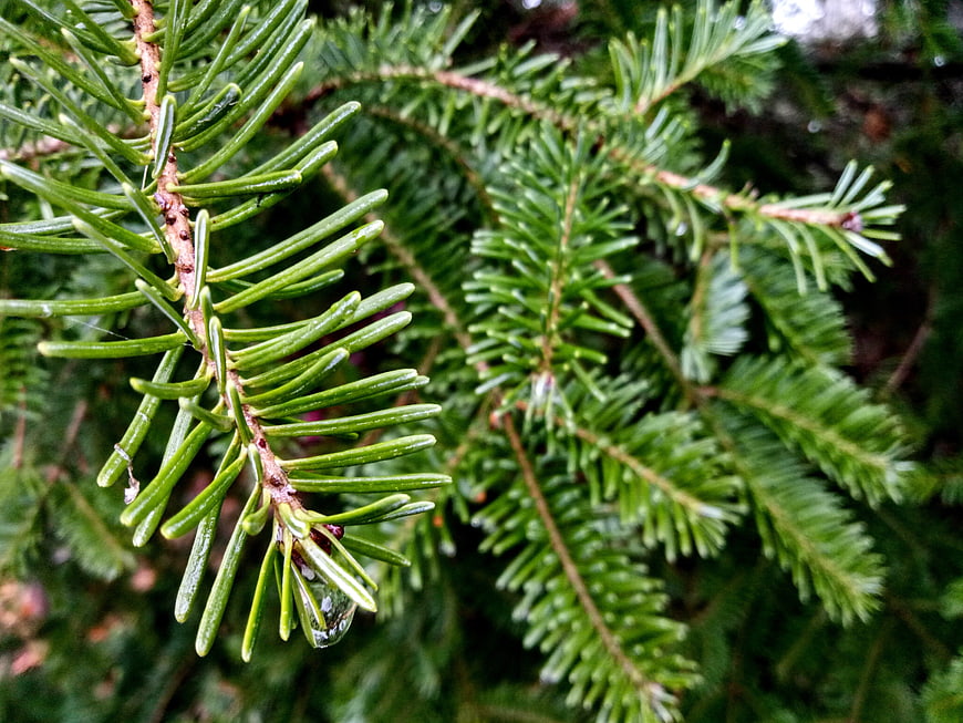 Close-up of wet fir tree needles with water droplets