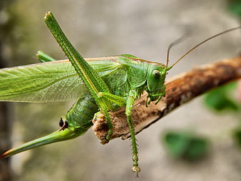 Close-up of a vibrant green katydid on a branch