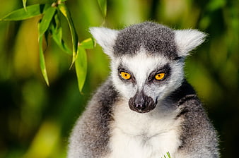Close-up portrait of a ring-tailed lemur with intense yellow eyes