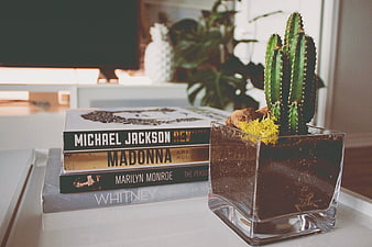 Stack of celebrity biography books next to a potted cactus