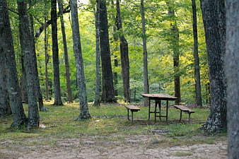 Empty wooden picnic table in a lush green forest clearing