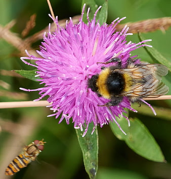 Bumblebee Pollinating Purple Milk Thistle Flower