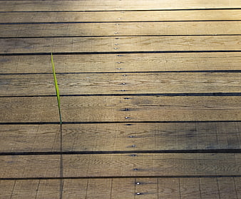 Single green blade of grass growing through wooden deck planks