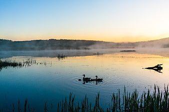Silhouetted Swans Swimming in Misty Lake at Dawn