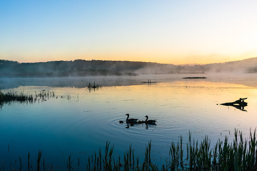 Silhouetted Swans Swimming in Misty Lake at Dawn