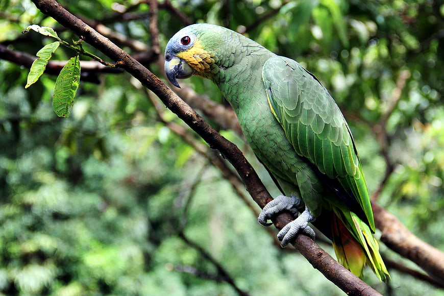 Green Parrot Perched on Branch in Lush Forest