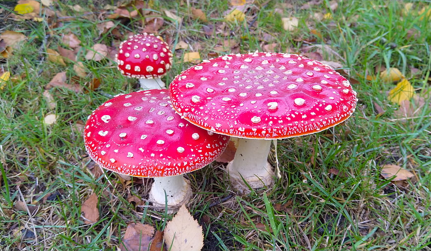 Red Fly Agaric Mushrooms in Autumn Grass