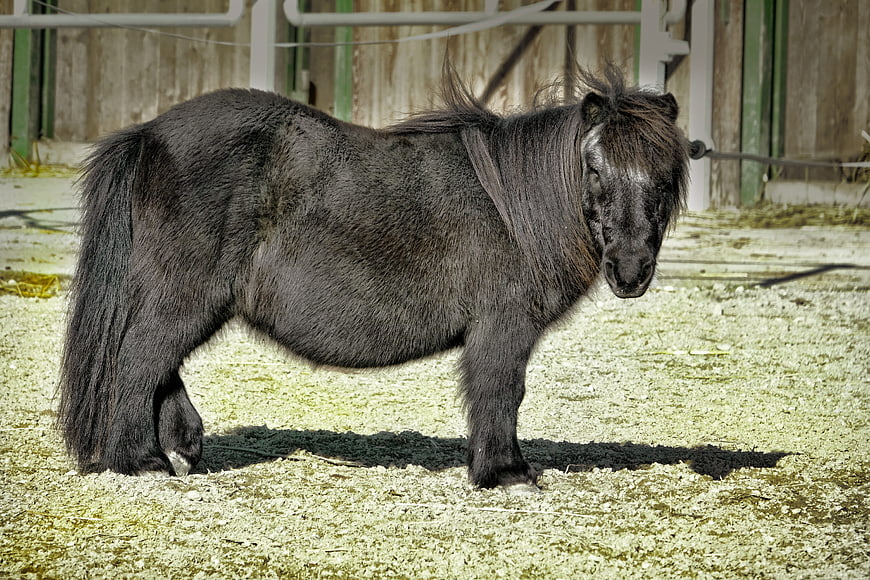 Black pony standing in a stable with wood shavings