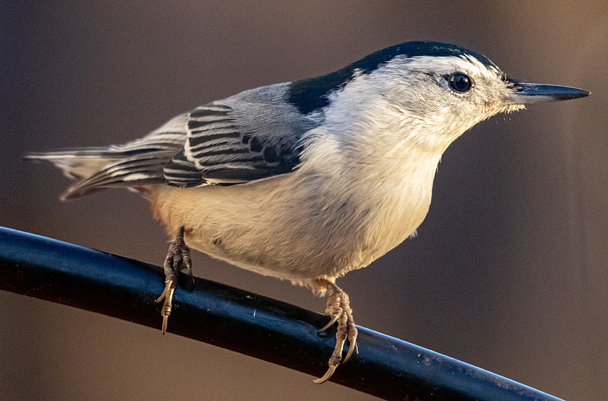 White-breasted Nuthatch Perched on a Wire