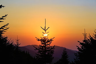 Silhouette of pine trees against vibrant orange sunset sky