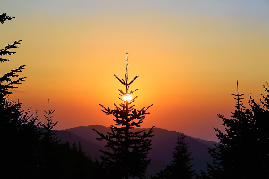 Silhouette of pine trees against vibrant orange sunset sky
