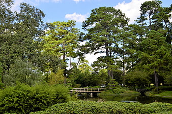 Serene Japanese Garden with Wooden Bridge and Pond