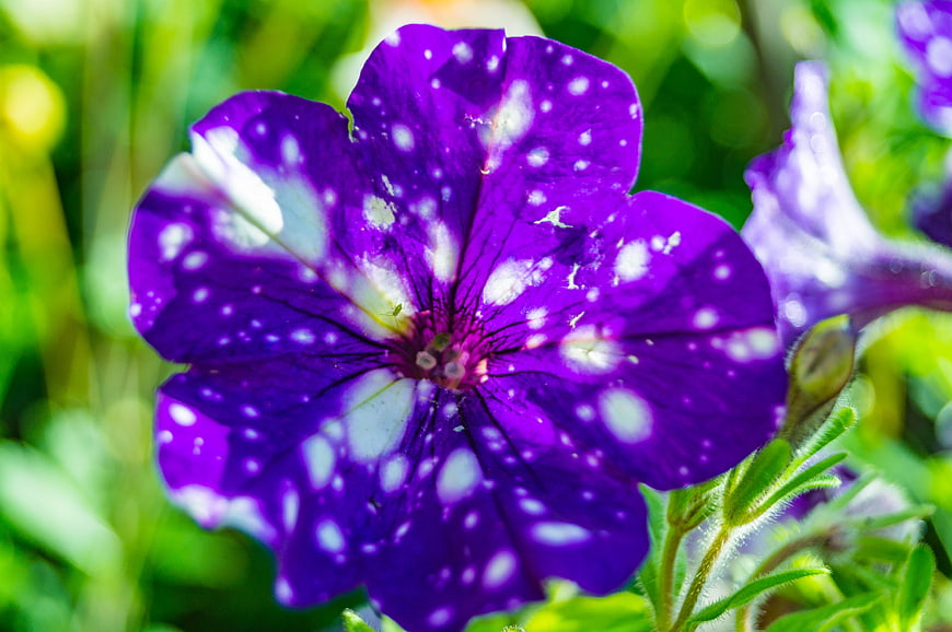 Close-up of vibrant purple petunia flower with white speckles