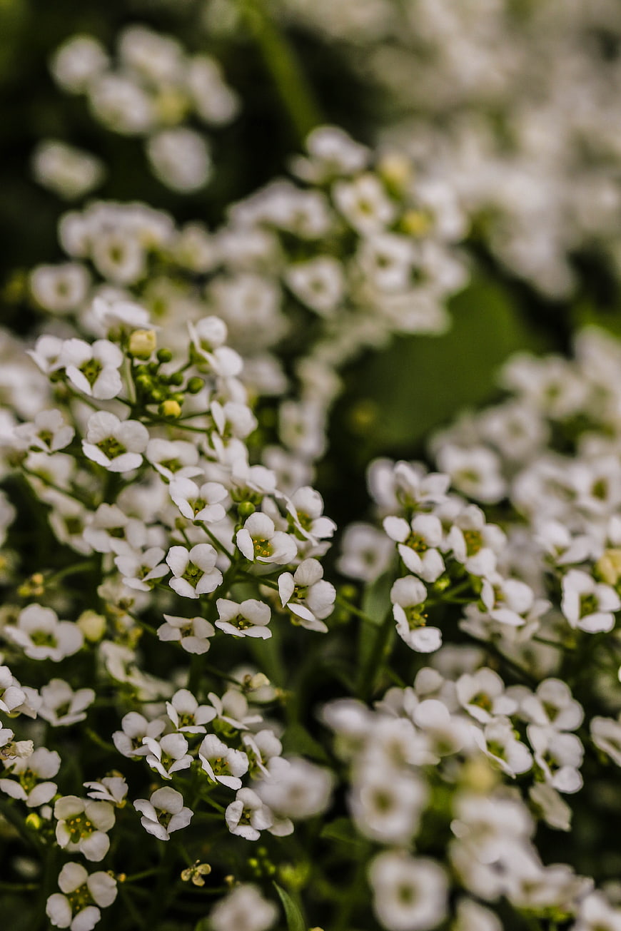 Close-up of delicate white flowers with green stems