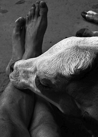 Black and white photo of sleeping cow resting on human legs