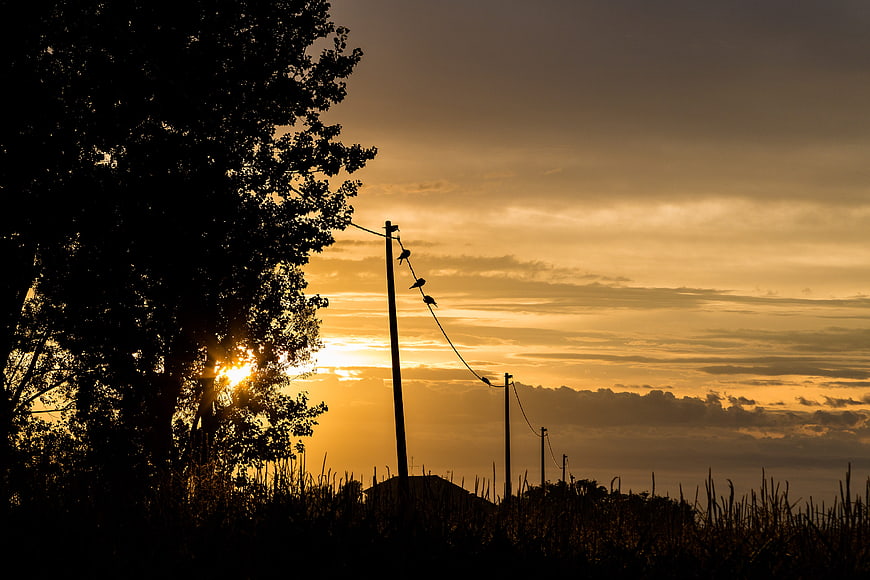 Silhouetted Birds on Power Lines Against Golden Sunset Sky
