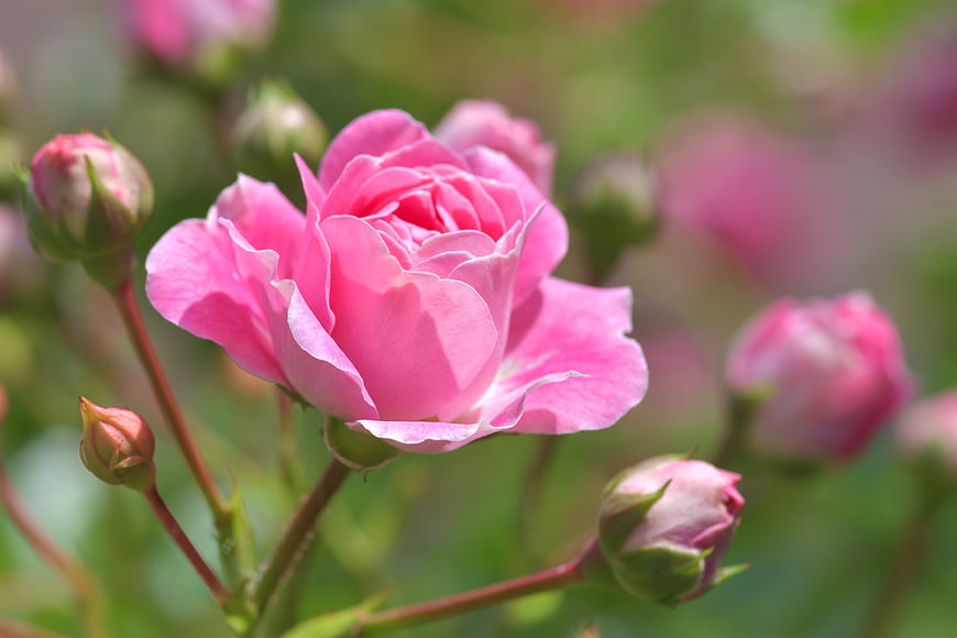 Close-up of a vibrant pink rose with buds in a garden