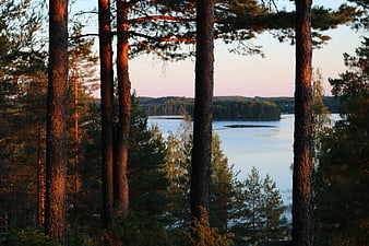 Sunset View Through Pine Trees Over a Calm Lake