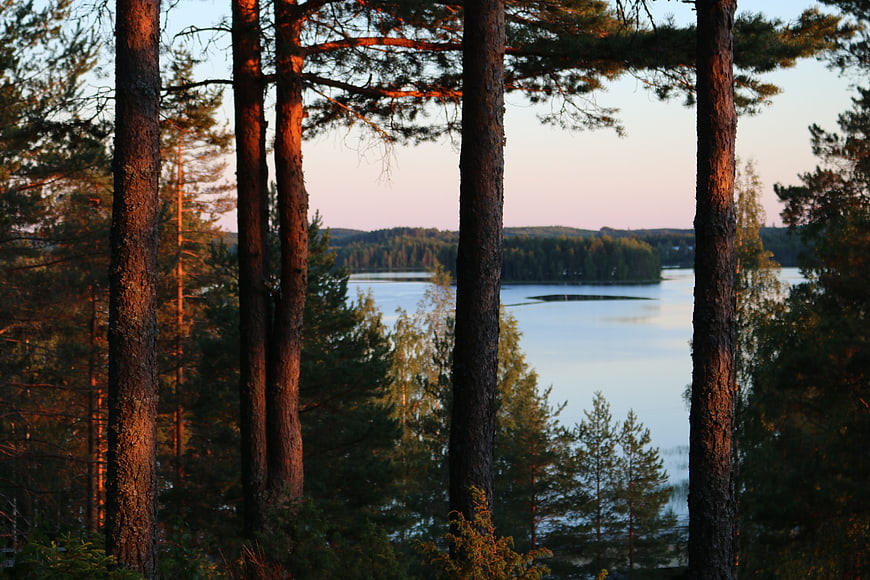 Sunset View Through Pine Trees Over a Calm Lake