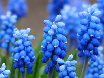 Blue Grape Hyacinth Flowers In Spring Garden