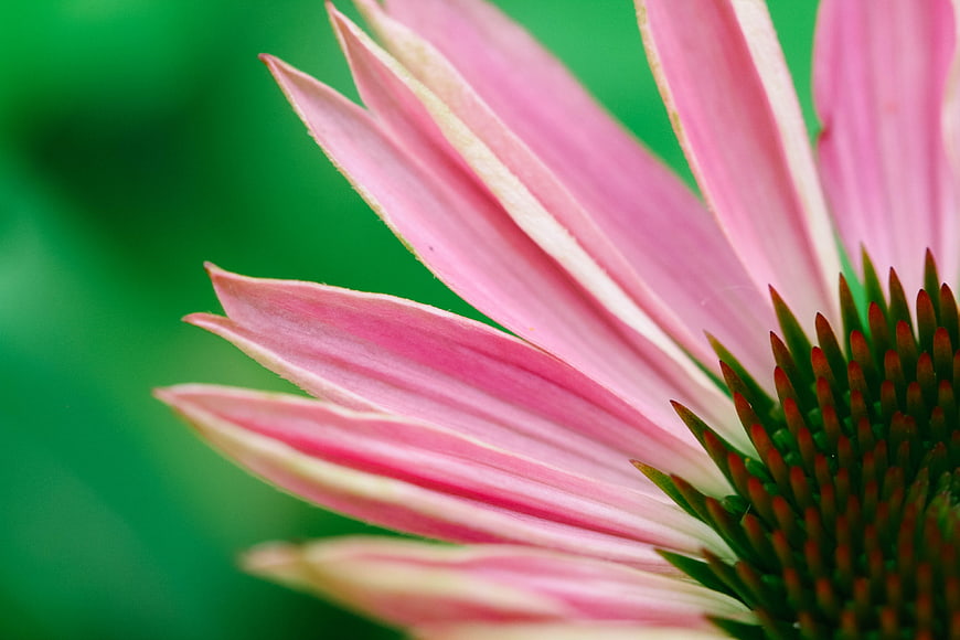 Close-up of pink coneflower petals with green background