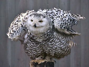 Snowy Owl with Wings Spread on Wooden Perch