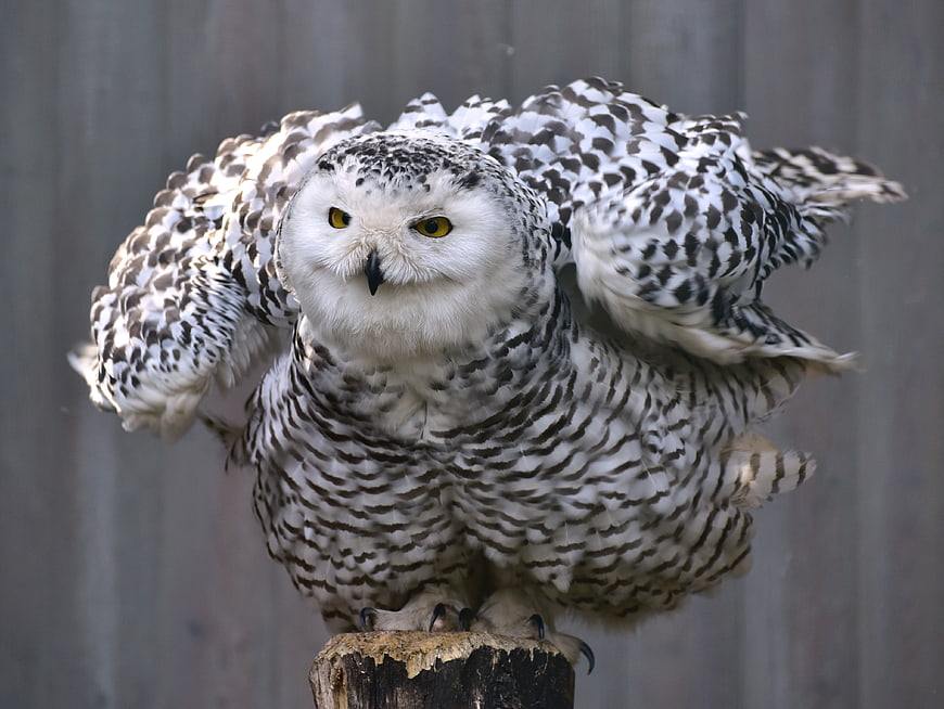 Snowy Owl with Wings Spread on Wooden Perch
