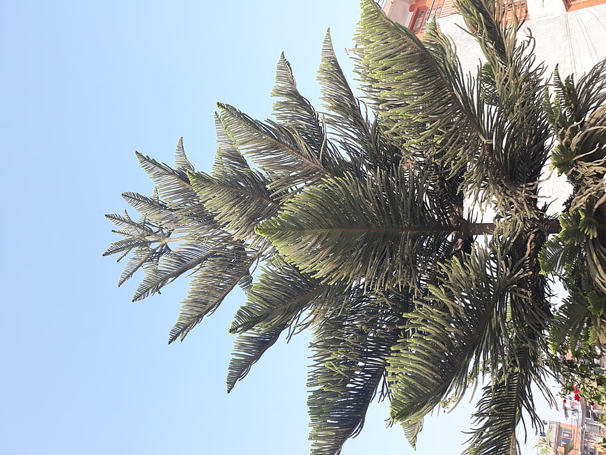 Low angle view of Norfolk Island pine tree against blue sky