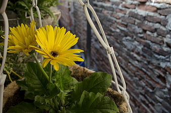 Yellow Gerbera Daisies in Hanging Basket