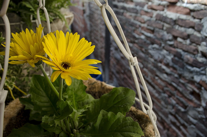 Yellow Gerbera Daisies in Hanging Basket