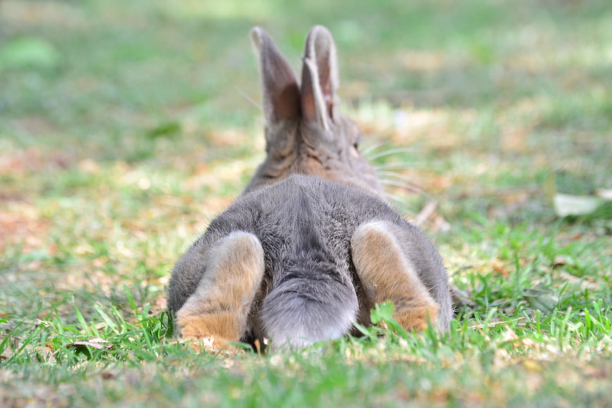 Cute Grey Rabbit Sitting On Green Grass From Behind