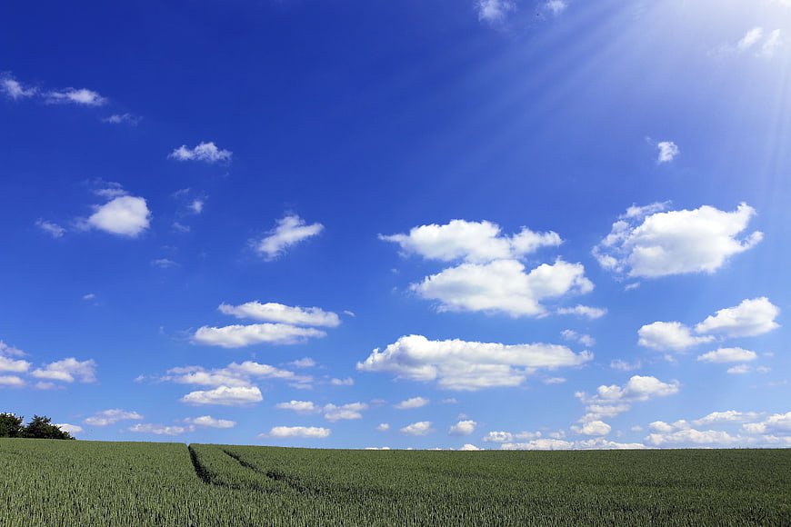 Green Crop Field Under Bright Blue Sky with White Clouds