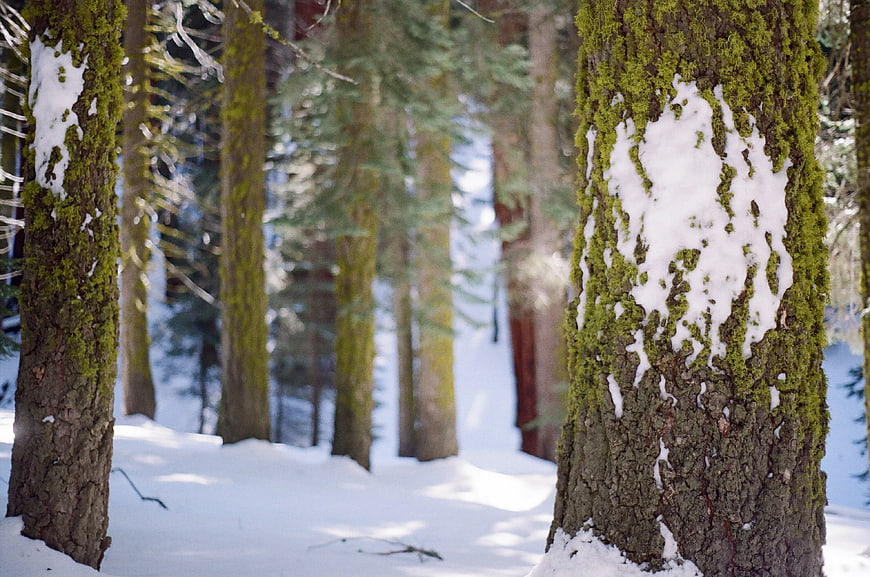 Mossy Pine Trees in Snowy Winter Forest