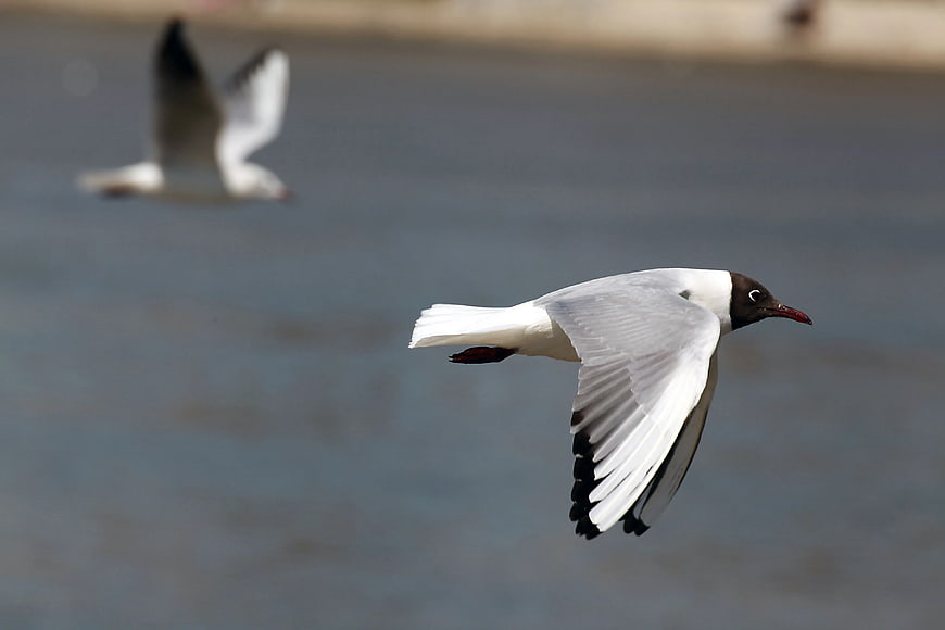 Black-headed Gull Flying Over Water