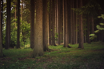 Tall Pine Tree Trunks In A Dark Green Forest Glade
